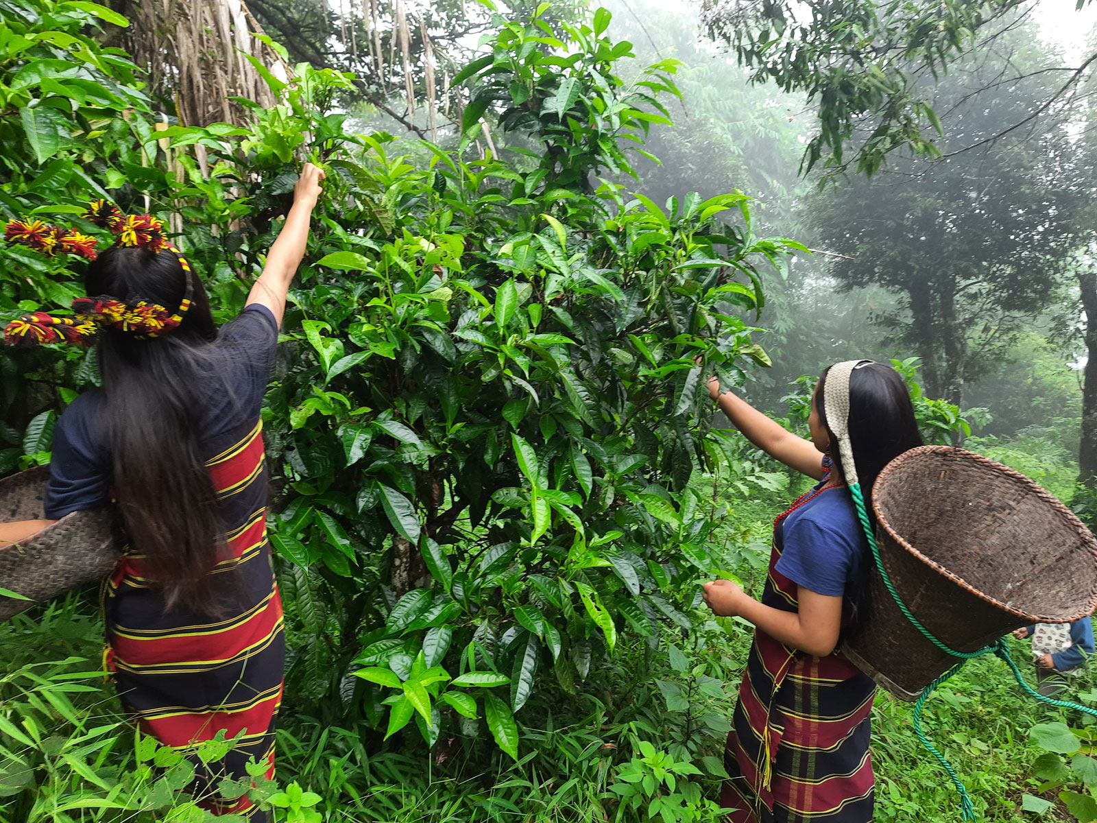 Forest Pick Wild Black Tea with Galangal – Handcrafted Tea from the Forests of Manipur main image 1